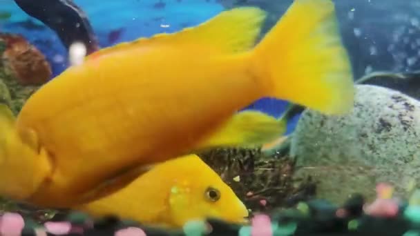 アフリカのマラウィアン 水族館魚 濃い青の縞がある黄色の淡水魚が水族館の中を動き回っています — ストック動画
