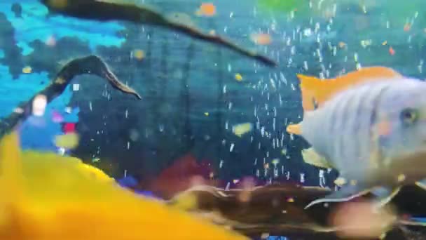 アフリカのマラウィアン 水族館魚 濃い青の縞がある黄色の淡水魚が水族館の中を動き回っています — ストック動画