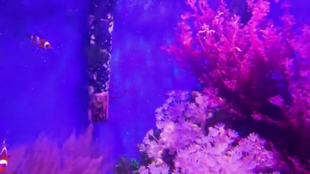 Оранжевая Рыба Клоун Элегантном Коралле Тропический Красочный Морской Пейзаж Пейзаж — стоковое видео
