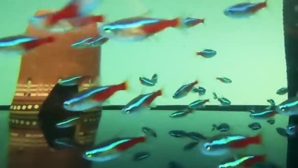 ネオンブルー Paracheirodon Innesi 水族館のための明るい水族館魚 熱帯水中魚 熱帯のカラフルな海 海の庭の風景 — ストック動画
