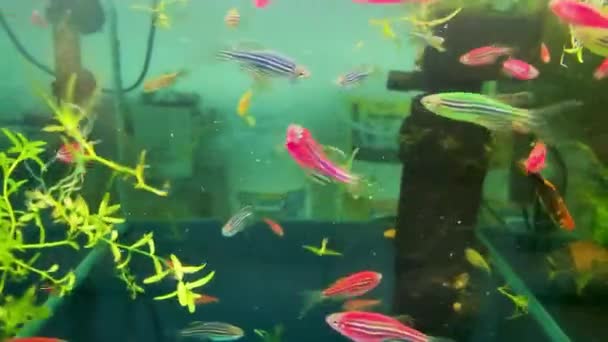 ダニオ グローフィッシュ水族館のための明るい水族館魚 熱帯水中魚 熱帯のカラフルな海 海の庭の風景 — ストック動画