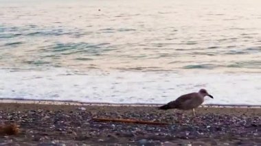 Seagull Birds on the Beach. Seagull on the Background of the Ocean Waves in Search of Food.