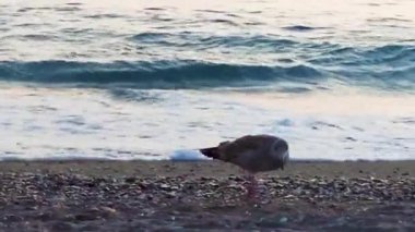 Seagull Birds on the Beach. Seagull on the Background of the Ocean Waves in Search of Food.