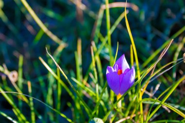 Spring Crocus Flowers. Purple Crocus Flowers in Spring. 