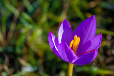 Spring Crocus Flowers. Purple Crocus Flowers in Spring. 