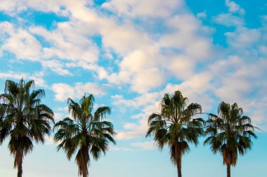 Palm Trees on the Background of the Sky. Palm Trees Against the Backdrop of a Fantastic Sky with Clouds. Tropical Background.