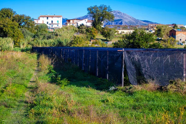 Greenhouse with Citron Fruits (Citrus medica). It is a Large Fragrant Citrus Fruit with a Thick Skin. Santa Maria del Cedro in Calabria is the Only and Unique Place in the World to Grow Cedro.