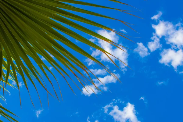 Close-Up Of Palm Tree Against Sky. Palm Tree, Tropical Background.