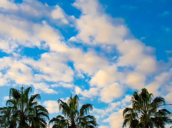 Palm Trees Look up to the Sky. Low Angle View of Palm Trees Against a Fantastic Clear Sky with Clouds. Tropical Background.