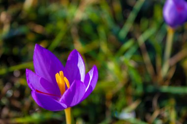 Fantastic spring flowers, crocuses. Purple plants in spring. High quality photo.