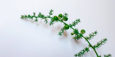 Green Grass on a Light Background Close-up. Modern dry Flower Decor. Natural Detail.