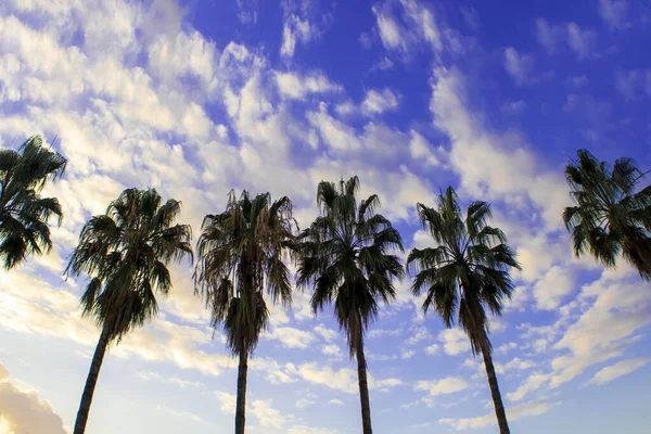 Palm Trees Look up to the Sky. Low Angle View of Palm Trees Against a Fantastic Clear Sky with Clouds. Tropical Background.