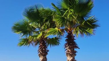 Landscape View Scene of palm Trees on the Beach. Old Bicycle Parked, Clean Beach on a Blue Background of Sea Water and a Clear Sky. Fantastic Beauty of Calabria, Italy, Europe.