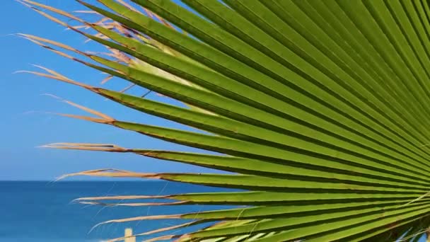Tropical Coconut Palm Leaf Blue Sea Sways Wind Sunlight Summer — Stock videók