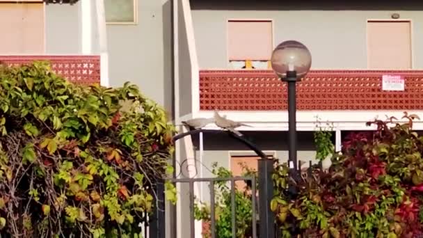 Pigeons Love Gate Flowering Bushes Concept Love Fidelity Love Ends — Stock Video