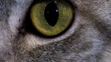 Opening Eyes, Close-up Predator Green Eye. Pupil Movement Influenced by Mood and Light.