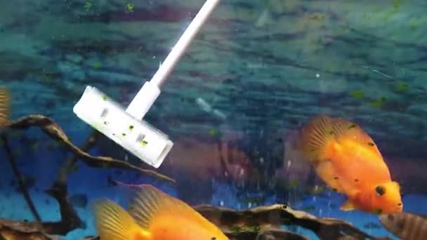 Cleaning Glass Dirty Aquarium Special Scraper Clean Glass Algae Aquarium — стоковое видео