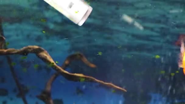 Cleaning Glass Dirty Aquarium Special Scraper Clean Glass Algae Aquarium — стокове відео