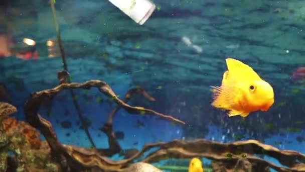 Cleaning Glass Dirty Aquarium Special Scraper Clean Glass Algae Aquarium — ストック動画