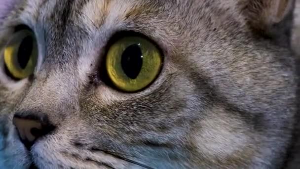 Cat Eyes Close Cat Eyes Cute Domestic Cat Looks Camera — Stockvideo