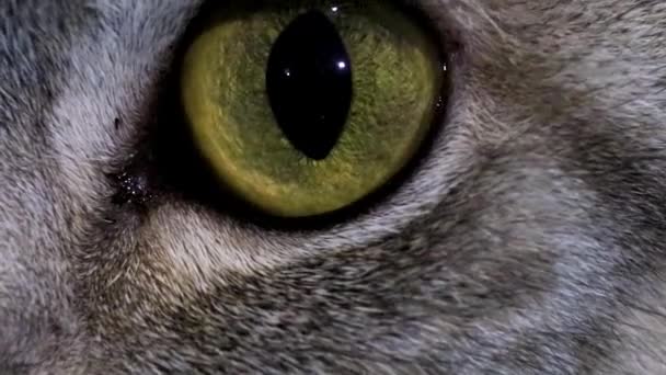 Opening Eyes Close Predator Green Eye Pupil Movement Influenced Mood — Video