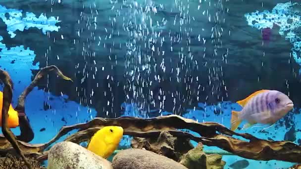 African Malawian Cichlid Parrot Fish Large Aquarium Home Fantastic Freshwater — стоковое видео