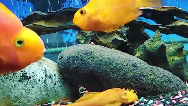African Malawian Cichlid Parrot Fish Large Aquarium Home Fantastic Freshwater — Stockvideo