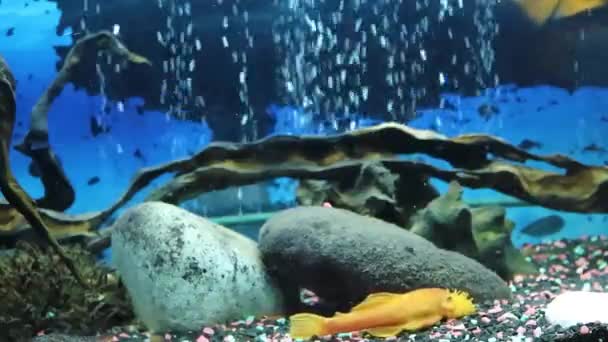 Catfish Fish Aquarium Cichlids Bloody Parrot Air Bubbles Aquarium Fantastic — Stockvideo