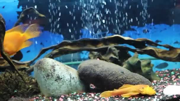 Catfish Fish Aquarium Cichlids Bloody Parrot Air Bubbles Aquarium Fantastic — стоковое видео