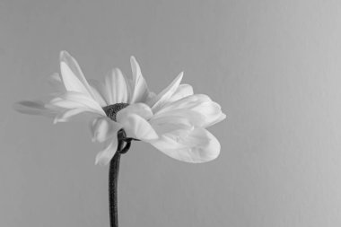 One White Chamomile Flower Close-up on a Light Background, Black and White Photo.