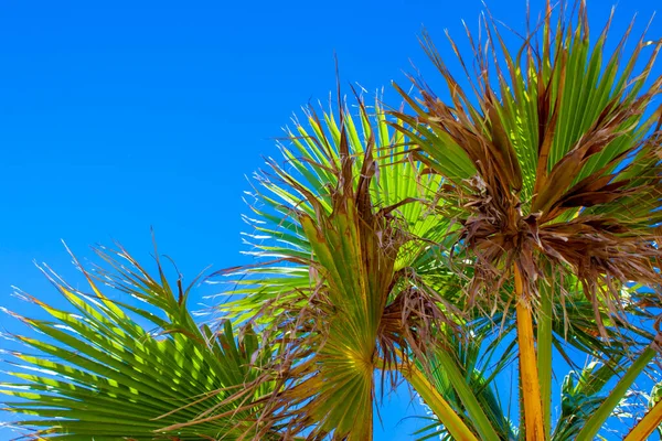 Coconut Palm Trees Against Sun. Palm Trees and Sun Blue Background.