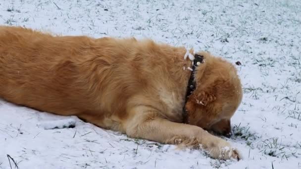 Cute Golden Retriever Digs Plays Snow Winter Walk Dog Plays — Stock video