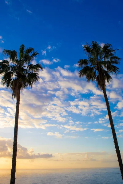 Panorama of a Palm Tree Against the Background of the Sea and the Sky with Wallpaper. Tropical Beach Panorama Banner Photo with Palm Trees in the Evening.