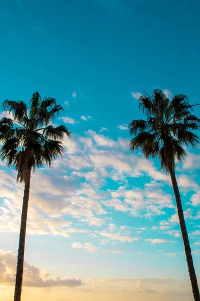 Panorama of a Palm Tree Against the Background of  the Sky with Wallpaper. Tropical Beach Panorama Banner Photo with Palm Trees in the Evening.
