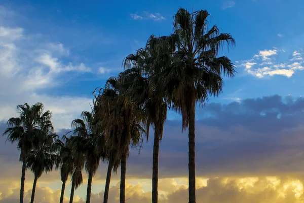 Panorama of a Palm Tree Against the Background of  the Sky. Tropical Panorama Banner Photo with Palm Trees in the Evening. Silhouette of Palm Trees at Sunset.