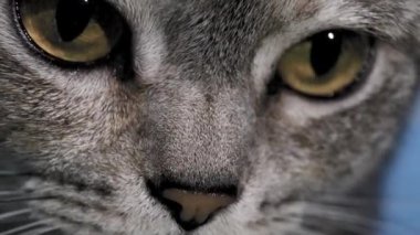 Kocaman Gözlü Şirin Gri Kedi 'nin son derece yakın çekimi. Çok güzel görünüşlü, tatlı, sevimli bir kedi..