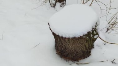 Stump in the Snow in Winter. Snowflakes on the Background of a Stump in the Forest. The Concept of Seasonality. Winter in the Forest.