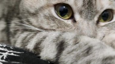 Kocaman Gözlü Şirin Gri Kedi 'nin son derece yakın çekimi. Çok güzel görünüşlü, tatlı, sevimli bir kedi..