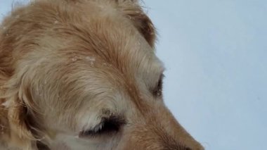 Sokaktaki Golden Retriever. Pofuduk Köpek yürüyüşe çıktı. Mutlu Evcil Hayvanın Yakın Çekimi.