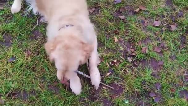 Golden Retriever Street Fluffy Dog Gnaws Stick Walk Close Happy — Stock Video