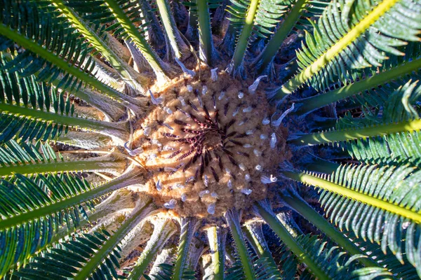 Palmier Arrière Plan Gros Plan Nature Vue Des Feuilles Palmier — Photo