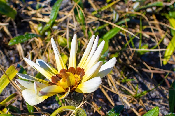 Wiosna Biały Kwiat Zbliżenie Kwiat Łóżko Kalabrii Południowe Włochy — Zdjęcie stockowe