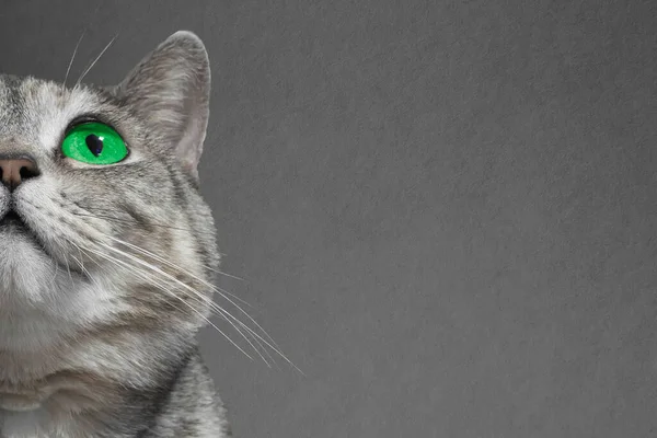 Gato Britânico Bonito Com Olhos Verdes Fundo Escuro Espaço Cópia — Fotografia de Stock