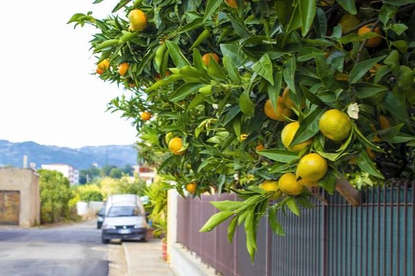 Ripe Oranges on Tree in Orange Garden. Growing Lemons in the City Center of Sorrento.