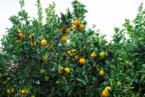 Крупный План Апельсинов Дереве Сицилийской Рощи Италия Tangerine Tree Orange — стоковое фото