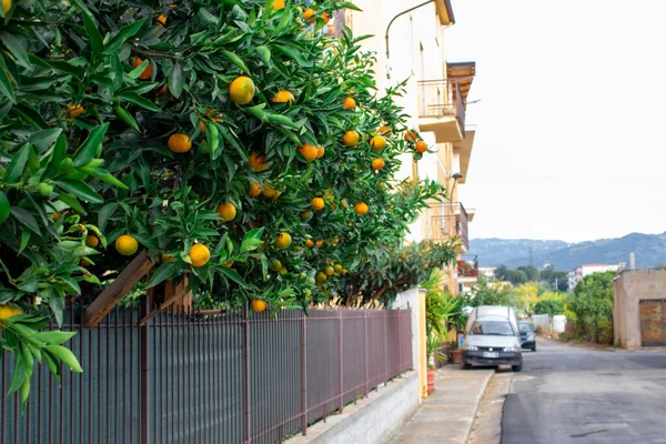 Ripe Oranges on Tree in Orange Garden. Growing Lemons in the City Center of Sorrento.