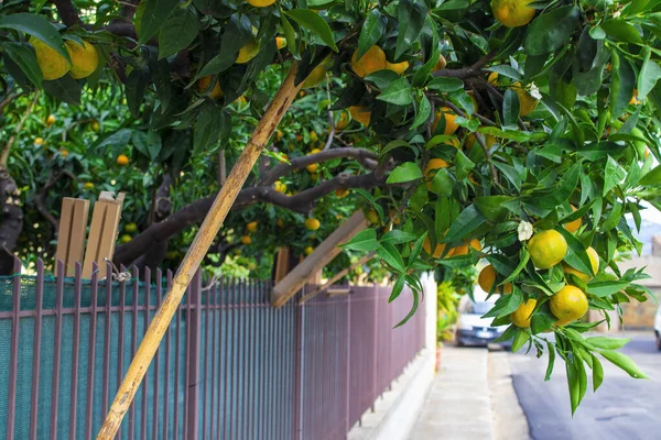 Nahaufnahme Von Orangen Auf Dem Baum Eines Sizilianischen Hains Italien — Stockfoto