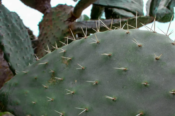 Aiguilles Cactus Opuntia Polyacantha Gros Plan Est Une Espèce Commune — Photo