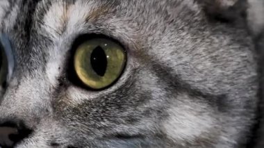 İngiliz Shorthair Kedi Gözü. Açan Gözler, Kapan Yırtıcı Yeşil Göz.