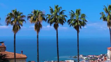 Hindistan cevizi palmiyeleri. Mavi Gök 'e karşı Yeşil Palmiye Ağaçları ve Calabria kıyıları, İtalya. Gökyüzüne karşı palmiye ağaçlarının manzarası. Tropik bir adada kumsal. Güneş Işığında Palmiye Ağaçları.